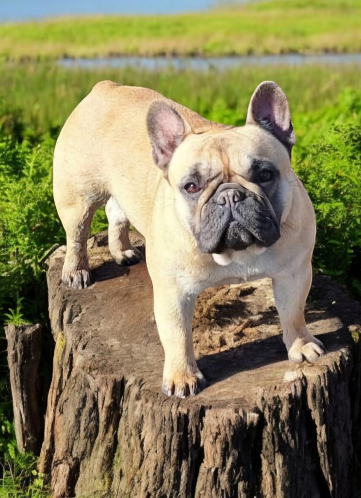 Les Bouledogue français de l'affixe De La Fougue Du Marais