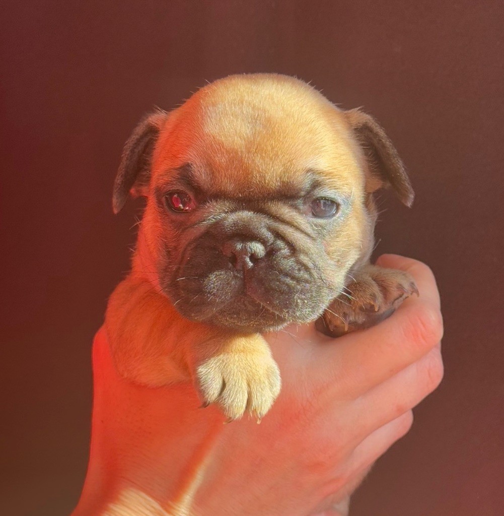 De La Fougue Du Marais - Chiot disponible  - Bouledogue français