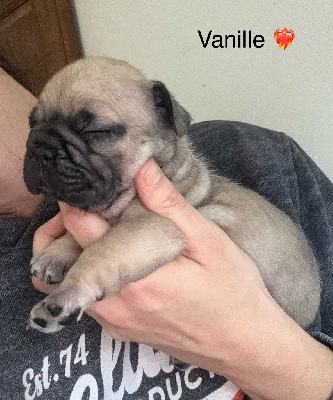 Vanille