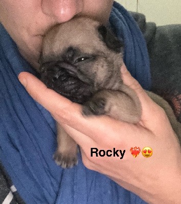 V Rocky