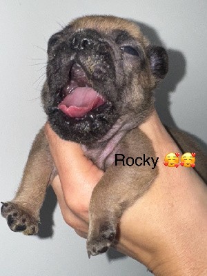 V Rocky