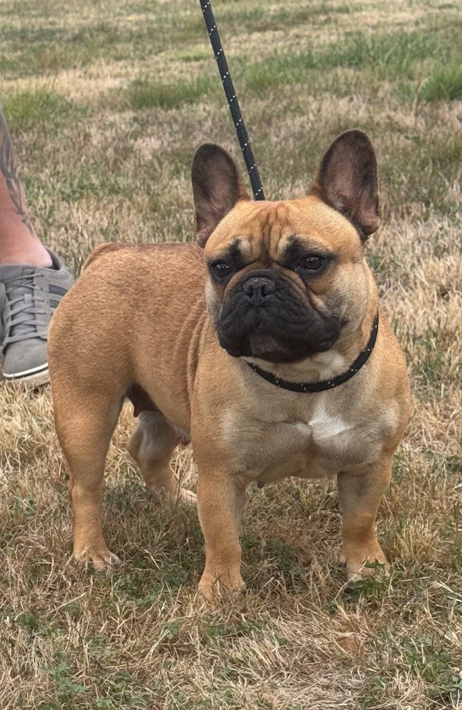 Umie De La Fougue Du Marais