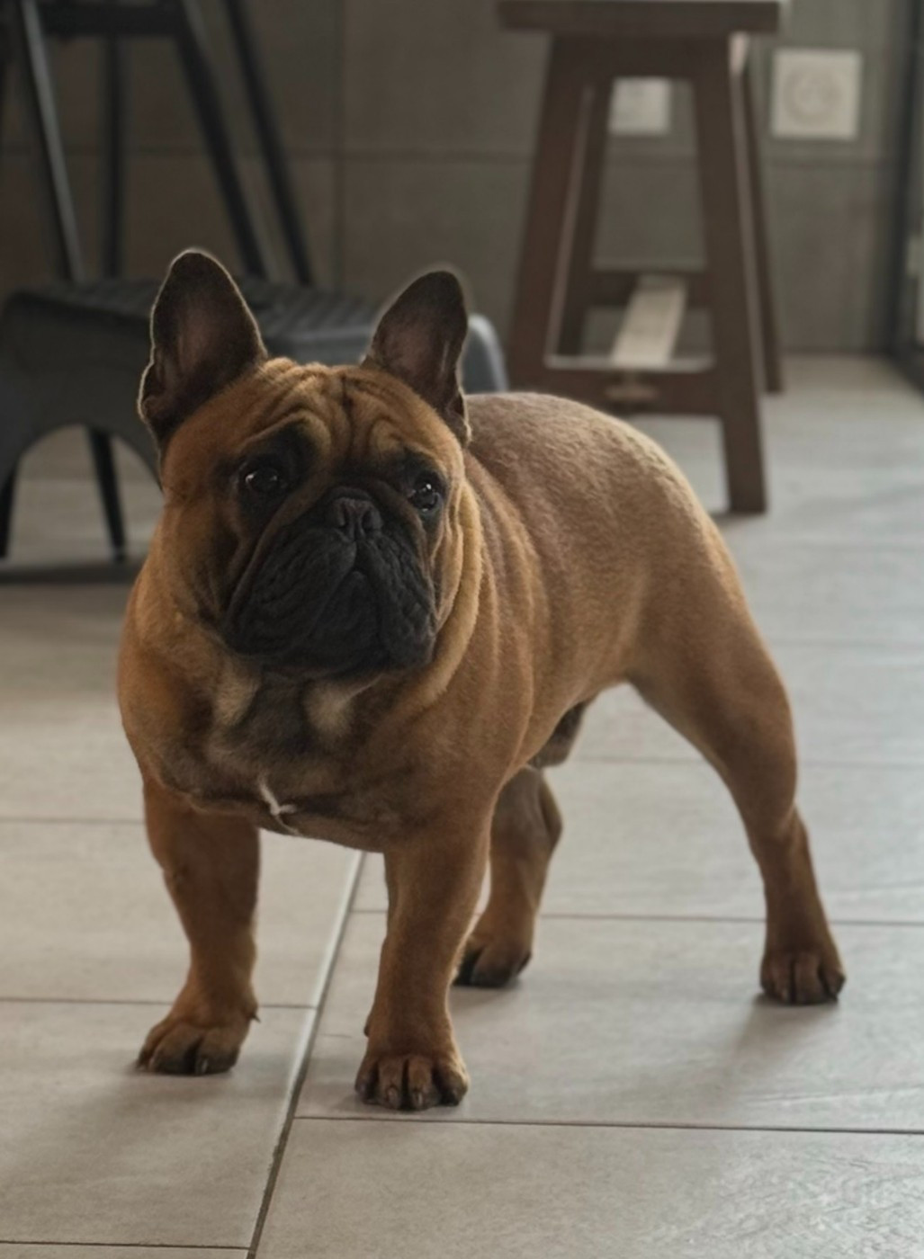 ALBERT The Kingdom Of The Little Red Kings