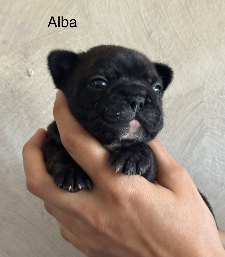 De La Fougue Du Marais - Chiots disponibles - Bouledogue français