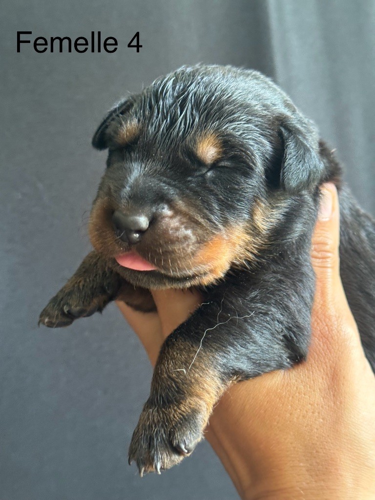 De La Fougue Du Marais - Chiots disponibles - Berger de Beauce