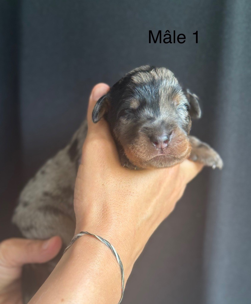 De La Fougue Du Marais - Chiots disponibles - Berger de Beauce