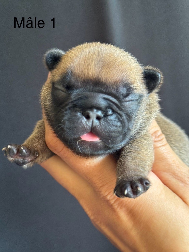 De La Fougue Du Marais - Chiots disponibles - Bouledogue français