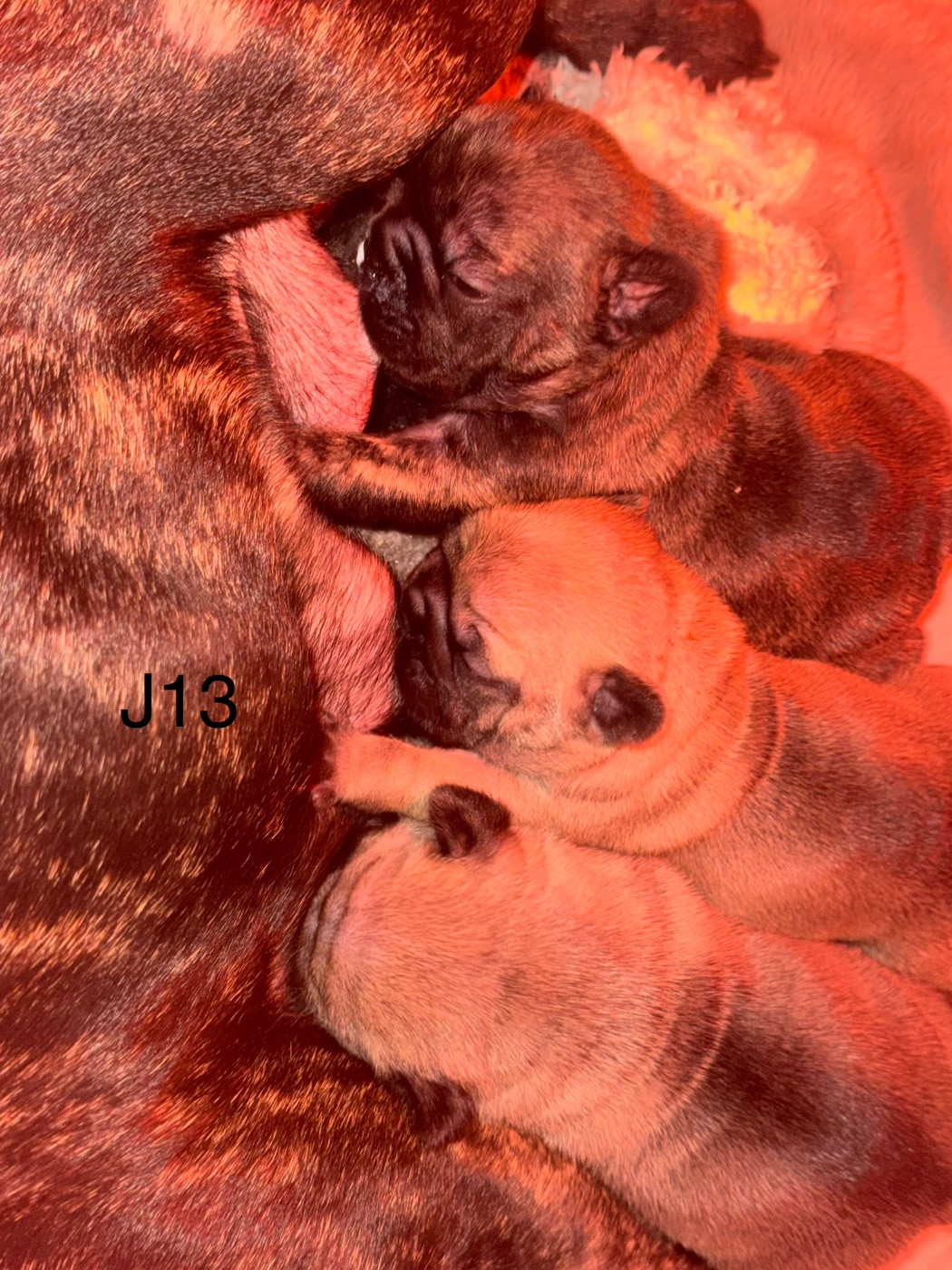 De La Fougue Du Marais - Bouledogue français - Portée née le 21/01/2026