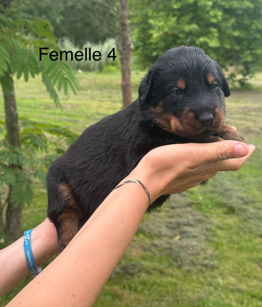 De La Fougue Du Marais - Chiots disponibles - Berger de Beauce
