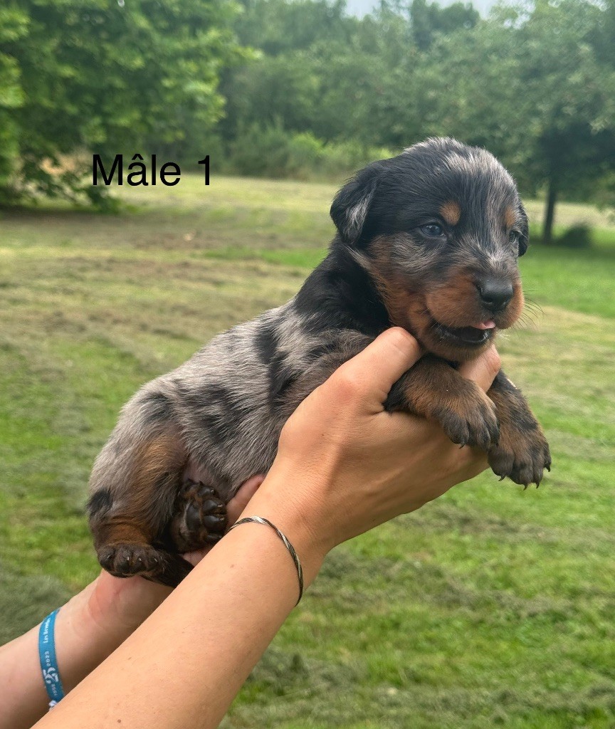 De La Fougue Du Marais - Chiots disponibles - Berger de Beauce