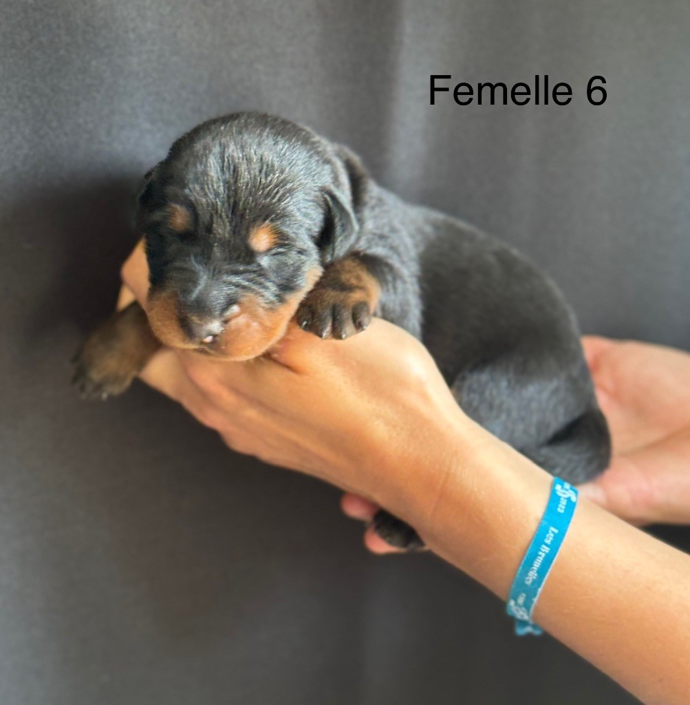 De La Fougue Du Marais - Chiots disponibles - Berger de Beauce