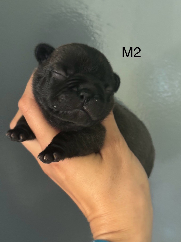 De La Fougue Du Marais - Chiots disponibles - Bouledogue français