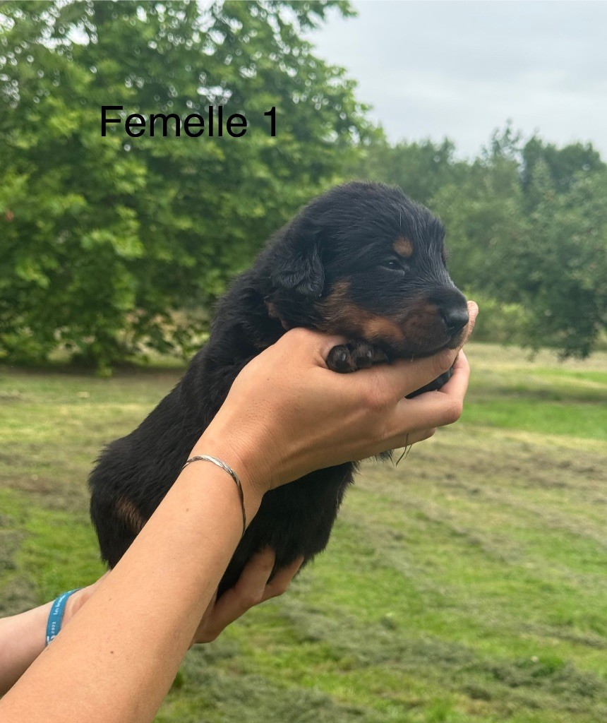 De La Fougue Du Marais - Chiots disponibles - Berger de Beauce