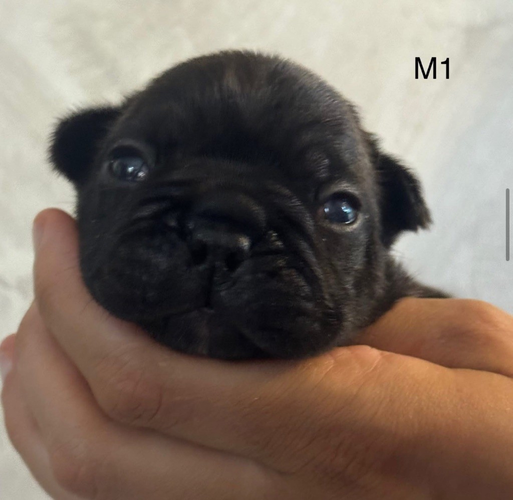 De La Fougue Du Marais - Chiots disponibles - Bouledogue français