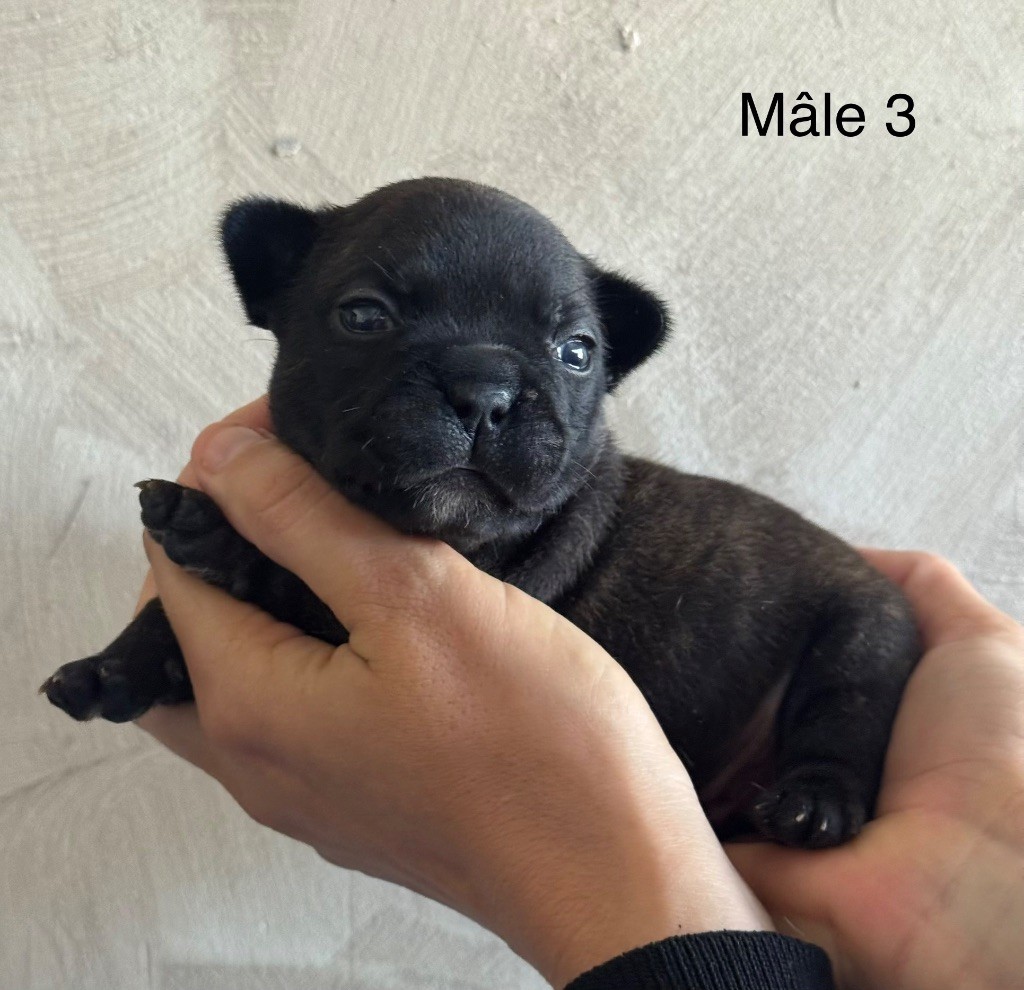 De La Fougue Du Marais - Chiots disponibles - Bouledogue français