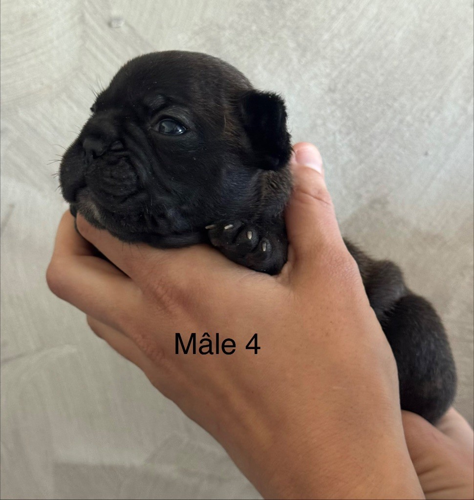 De La Fougue Du Marais - Chiots disponibles - Bouledogue français