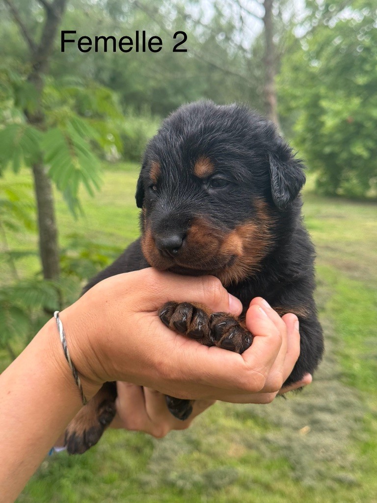 De La Fougue Du Marais - Chiots disponibles - Berger de Beauce