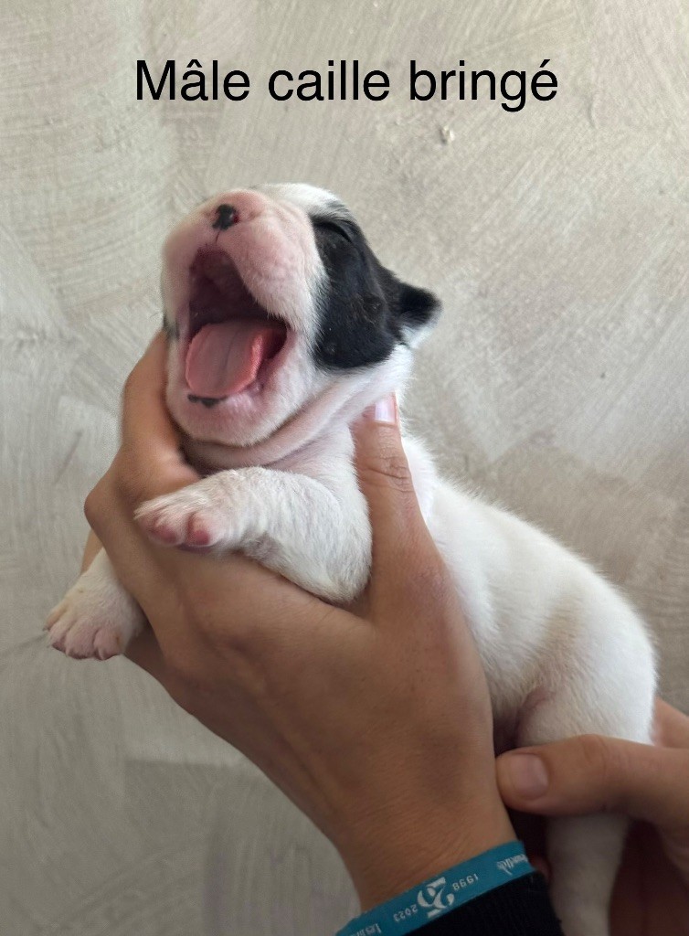 De La Fougue Du Marais - Chiots disponibles - Bouledogue français