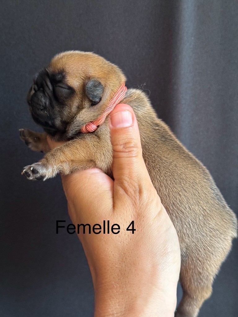 De La Fougue Du Marais - Chiots disponibles - Bouledogue français