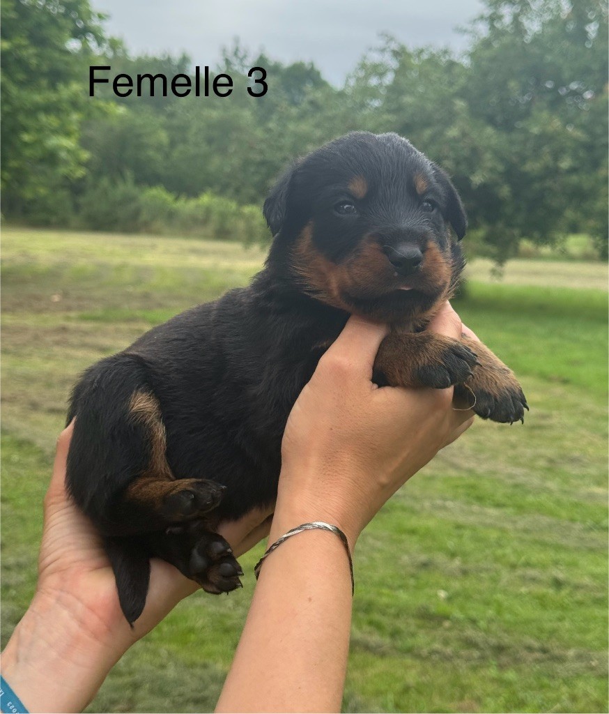 De La Fougue Du Marais - Chiots disponibles - Berger de Beauce
