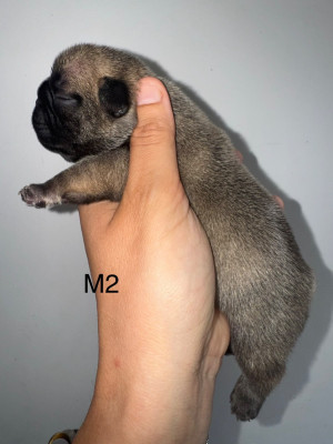 Bugzy