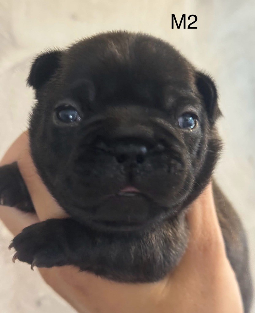 De La Fougue Du Marais - Chiots disponibles - Bouledogue français