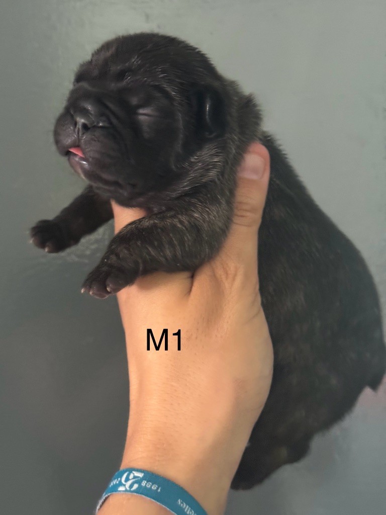 De La Fougue Du Marais - Chiots disponibles - Bouledogue français
