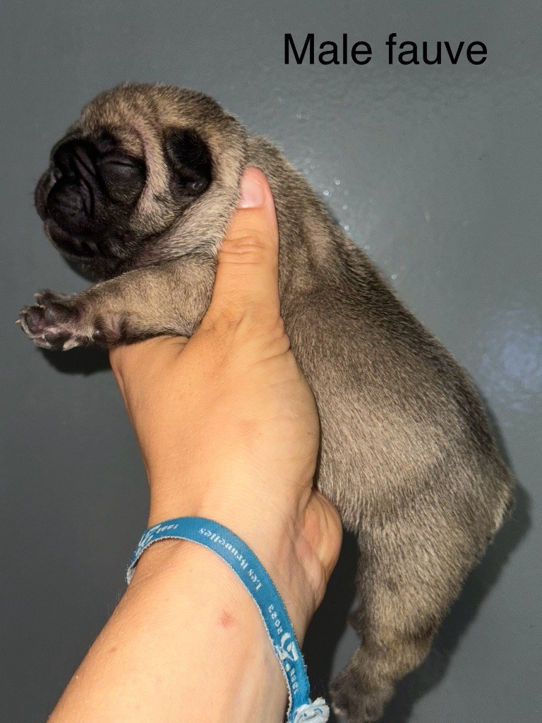 De La Fougue Du Marais - Chiots disponibles - Bouledogue français