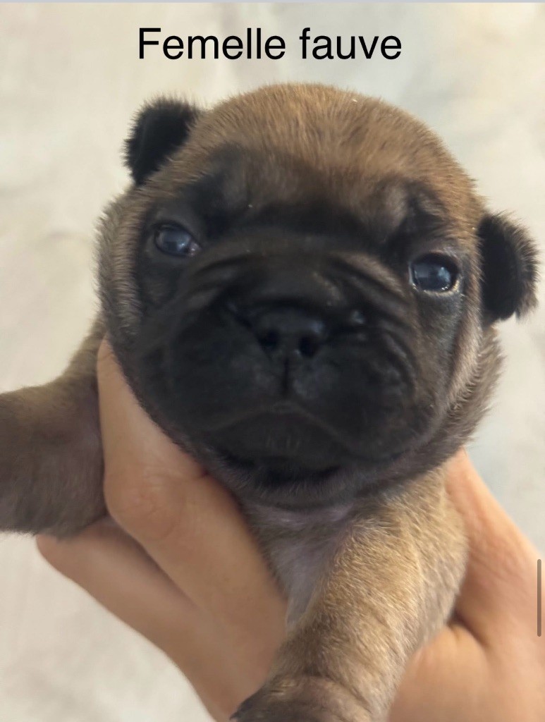 De La Fougue Du Marais - Chiots disponibles - Bouledogue français