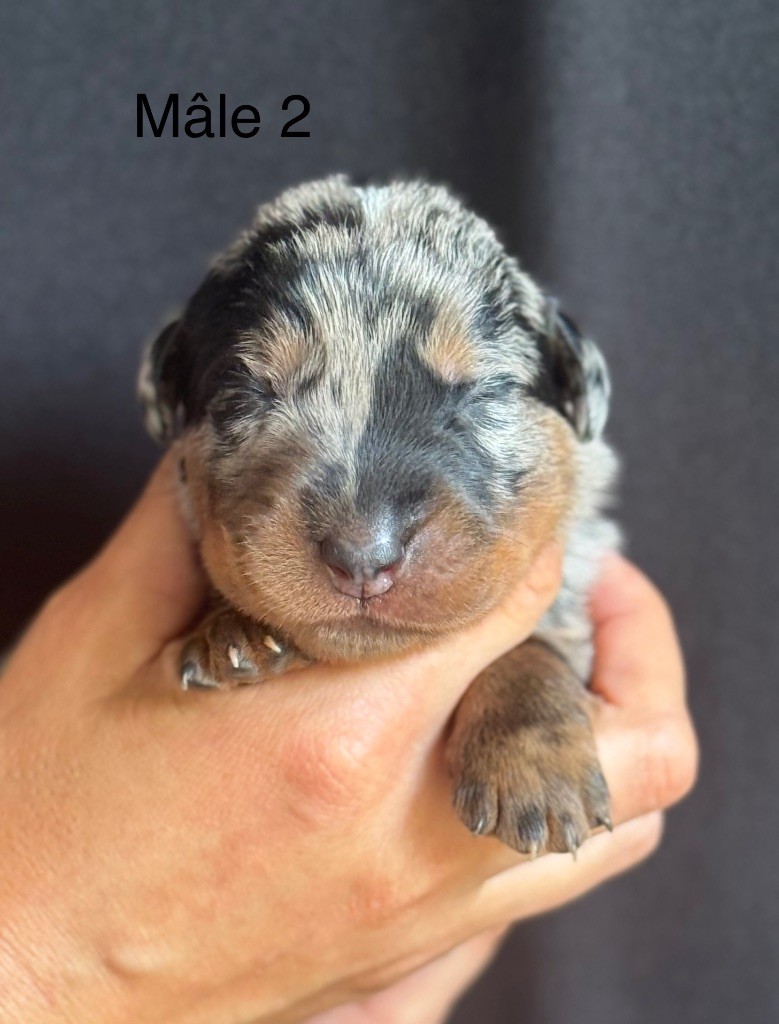 De La Fougue Du Marais - Chiots disponibles - Berger de Beauce