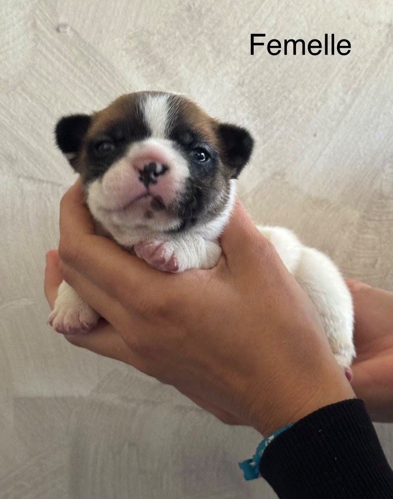 De La Fougue Du Marais - Chiots disponibles - Bouledogue français