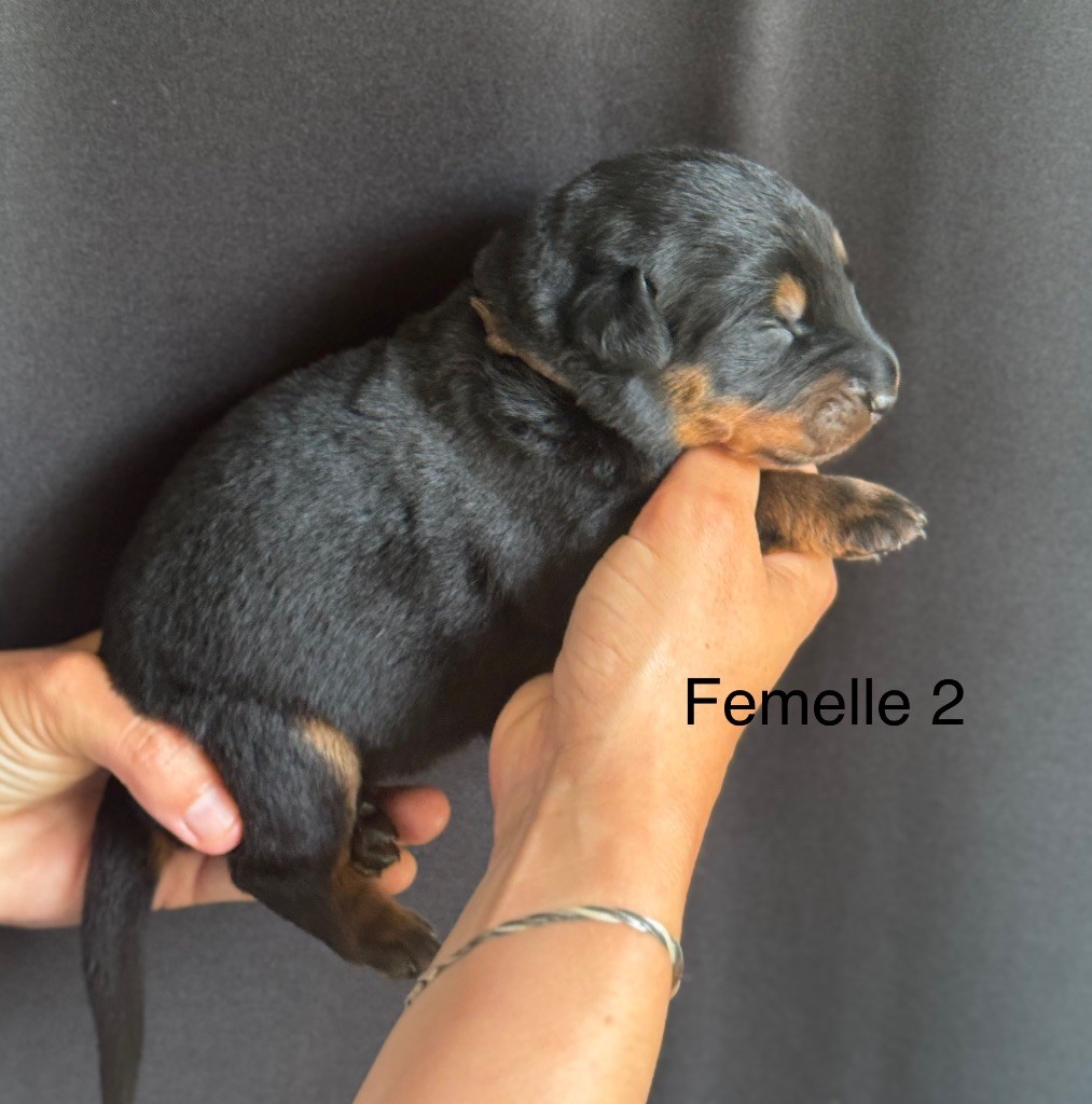 De La Fougue Du Marais - Chiots disponibles - Berger de Beauce