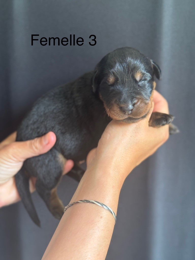 De La Fougue Du Marais - Chiots disponibles - Berger de Beauce