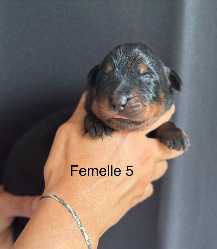 De La Fougue Du Marais - Chiots disponibles - Berger de Beauce