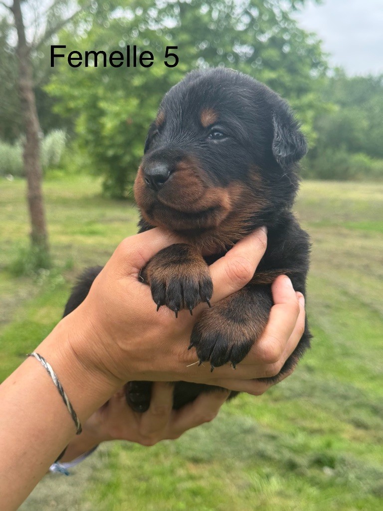 De La Fougue Du Marais - Chiots disponibles - Berger de Beauce