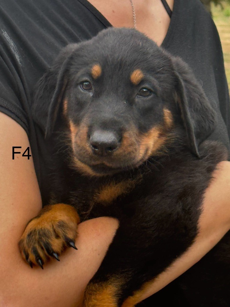 De La Fougue Du Marais - Chiots disponibles - Berger de Beauce
