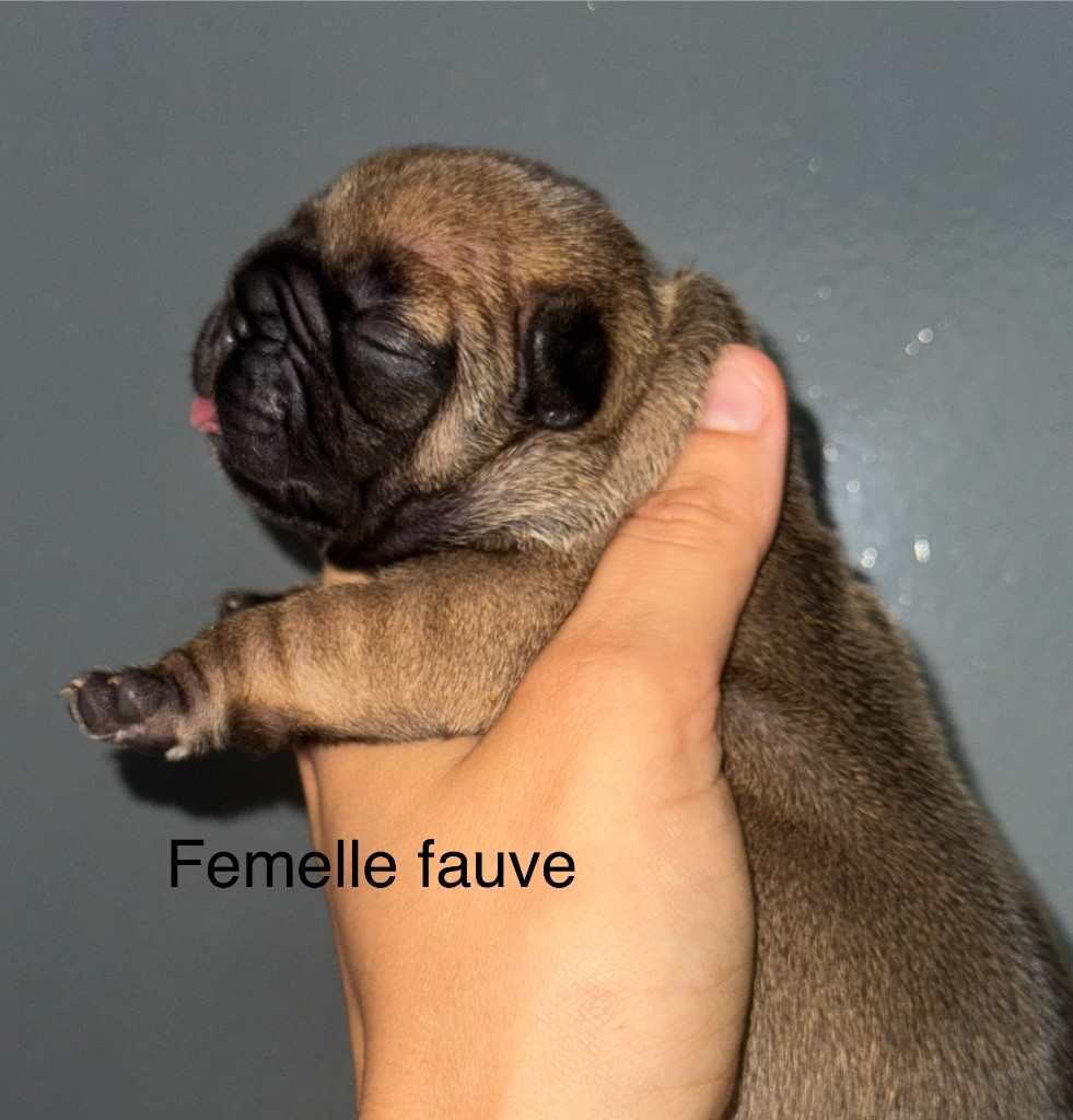 De La Fougue Du Marais - Chiots disponibles - Bouledogue français