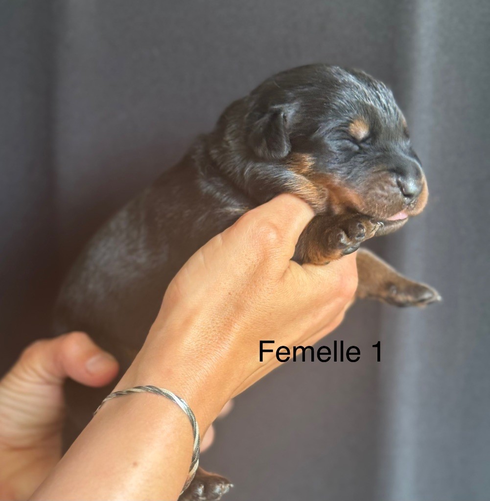 De La Fougue Du Marais - Chiots disponibles - Berger de Beauce
