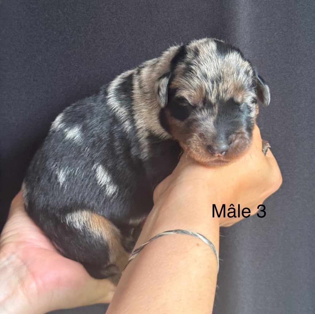 De La Fougue Du Marais - Chiots disponibles - Berger de Beauce