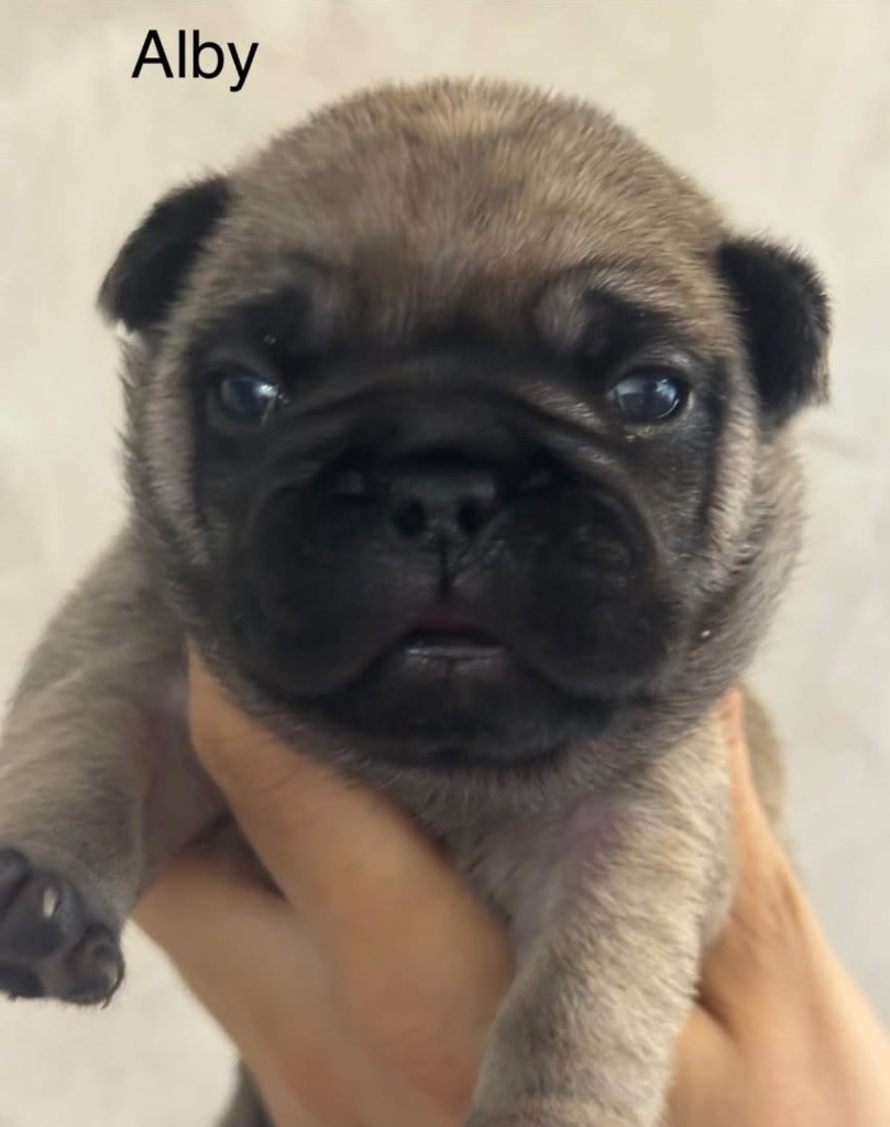 De La Fougue Du Marais - Chiots disponibles - Bouledogue français